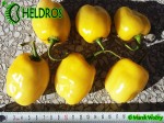 YELLOW GIANT ROCOTO chili