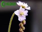 Rosiczka-Drosera-VENUSTA