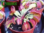 Dionaea Muscipula Muchołówka PARADISIA
