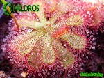 DROSERA Sp. PRETTY ROSETTE ROSICZKA Sp. PRETTY ROSETTE