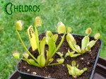 Dionaea Muscipula Muchołówka CUP TRAP
