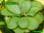Tłustosz Pinguicula EMARGINATA