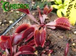 Dionaea Muscipula Muchołówka RED BURGUNDY