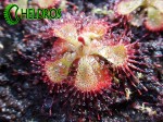 Rosiczka Drosera BURMANNII Hong Kong
