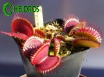 Muchołówka Dionaea Muscipula BIG TEETH RED GIANT w pełni sezonu.