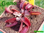Dionaea Muscipula muchołówka PINK VENUS