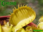 Dionaea Muscipula muchołówka Triton