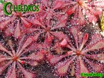 Drosera rosiczka spatulata Hong Kong var loureirii