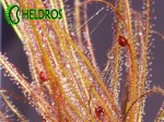Rosiczka Drosera Filiformis RED