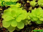 Pinguicula spec. Ciudad Victoria Lautner, 90-14