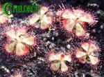 Rosiczka Drosera BURMANNII Hong Kong