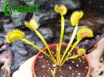 Dionaea Muscipula Muchołówka DENTATE