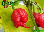 Carolina Reaper HP22B chili hot pepper - papryka najostrzejsza na świecie