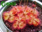 Drosera Sessilifolia