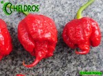 Carolina Reaper HP22B chili hot pepper - papryka najostrzejsza na świecie