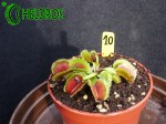 Dionaea Muscipula Muchołówka BRISTLE TOOTH