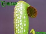 MK M8 Sarracenia Minor var. okefenokeensis Clone from Lois Glass