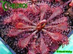 Drosera rosiczka spatulata Hong Kong var loureirii