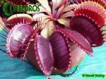 Dionaea Muscipula muchołówka PINK VENUS