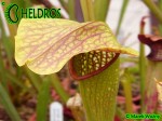MK H162 Kapturnica Sarracenia x Frogman. rubra x minor Barry Meyers-Rice 2006