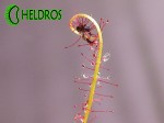 Rosiczka Drosera Filiformis RED