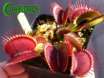 Muchołówka Dionaea Muscipula BIG TEETH RED GIANT w pełni sezonu.