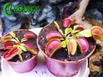 Dionaea Muscipula Muchołówka BIG MOUTH
