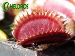 Dionaea Muscipula MUCHOŁÓWKA RED DENTATE