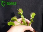 Dionaea Muscipula MUCHOŁÓWKA PURPLE GIANT