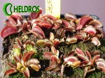 Dionaea Muscipula MUCHOŁÓWKA RED DENTATE