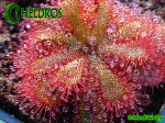 DROSERA Sp. PRETTY ROSETTE ROSICZKA Sp. PRETTY ROSETTE