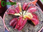 Dionaea Muscipula Muchołówka BIG MOUTH