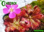 Rosiczka Drosera spatulata var. gympiensis