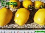 YELLOW GIANT ROCOTO chili