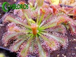 Rosiczka SPATULATA GIANT / Drosera SPATULATA GIANT form.
