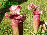 MK H40 Sarracenia x Victoria Morley. SMo, Attractive pink topped cultivar.