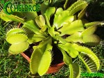 Dionaea Muscipula Muchołówka ALL GREEN