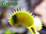 Dionaea Muscipula Muchołówka DENTATE