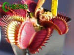 Muchołówka Dionaea Muscipula BIG TEETH RED GIANT w pełni sezonu.