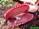 Dionaea Muscipula muchołówka PINK VENUS