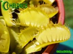 Dionaea Muscipula muchołówka Triton