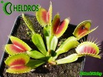 Dionaea Muscipula Muchołówka H3 Giant