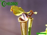 MK H17 Sarracenia alata Red Lid x flava. Striking red inner lids.