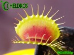 Dionaea Muscipula Muchołówka H3 Giant
