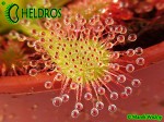 ROSICZKA OBLANCEOLATA / DROSERA OBLANCEOLATA