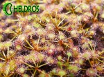 Rosiczka PELTATA inne odmiany / Drosera PELTATA various form.