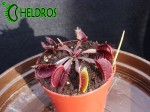 Dionaea Muscipula Muchołówka RED BURGUNDY