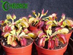 Dionaea Muscipula Muchołówka PARADISIA