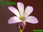 Tłustosz Pinguicula Parvifolia - kwiat