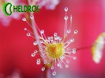 Drapieżny liść rosiczki AURICULATA / DROSERA AURICULATA carnivorous leaf.